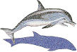 Delfin Moteado