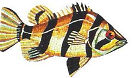 Pez Tigre
